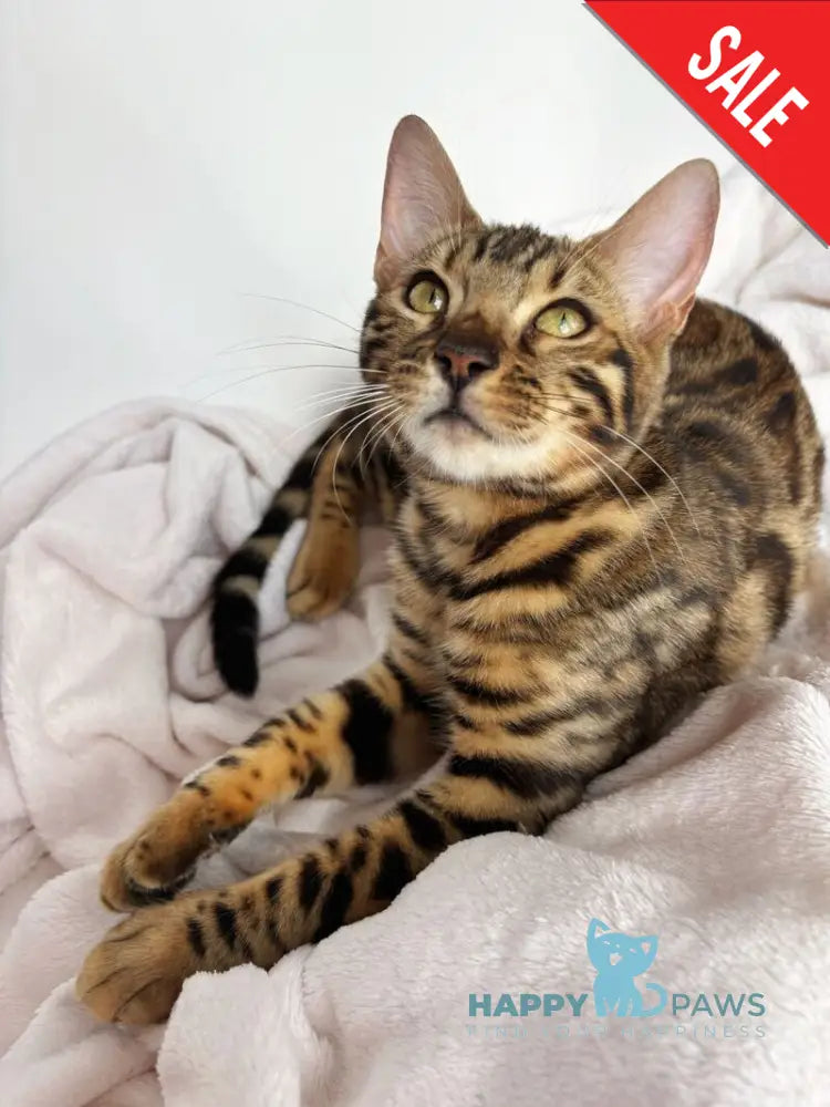 Lola Bengal female black spotted tabby - live animals