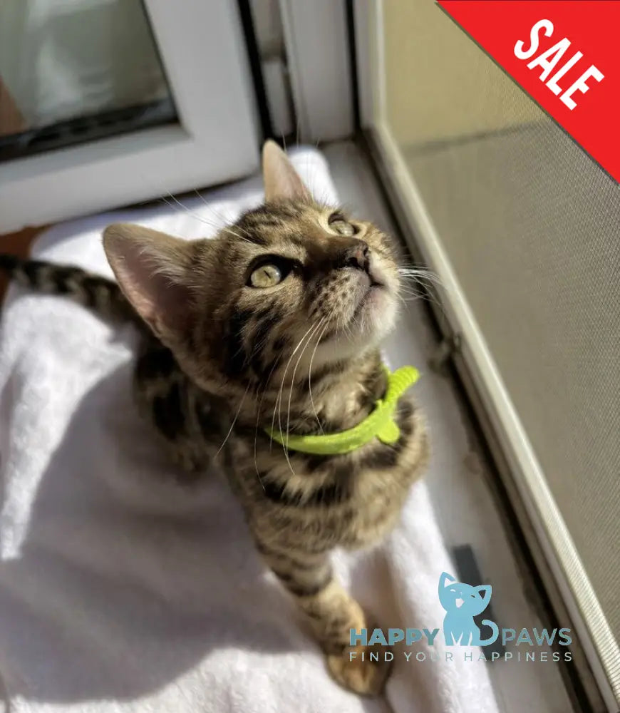 Lola Bengal female black spotted tabby - live animals