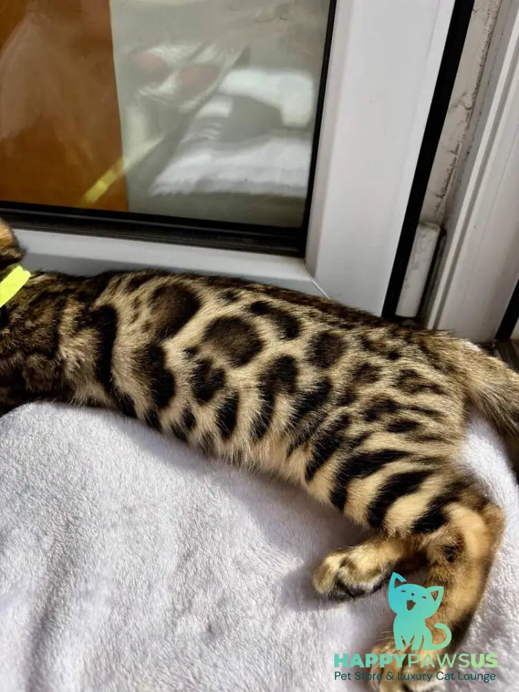 Lola Bengal female black spotted tabby - live animals
