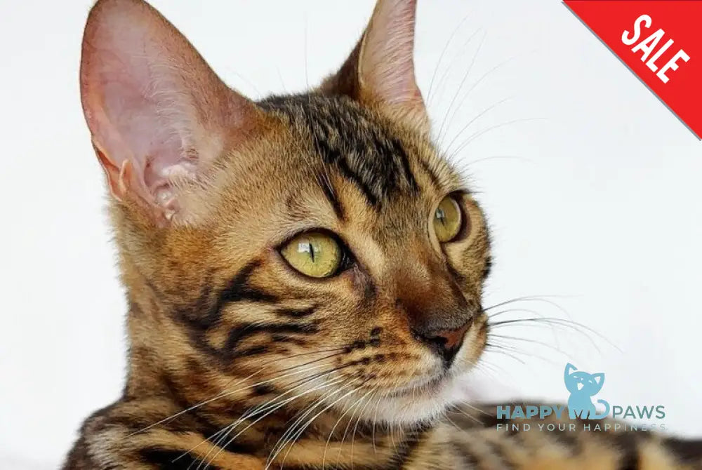 Lola Bengal female black spotted tabby - live animals