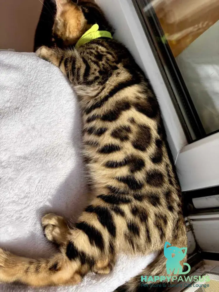 Lola Bengal female black spotted tabby - live animals