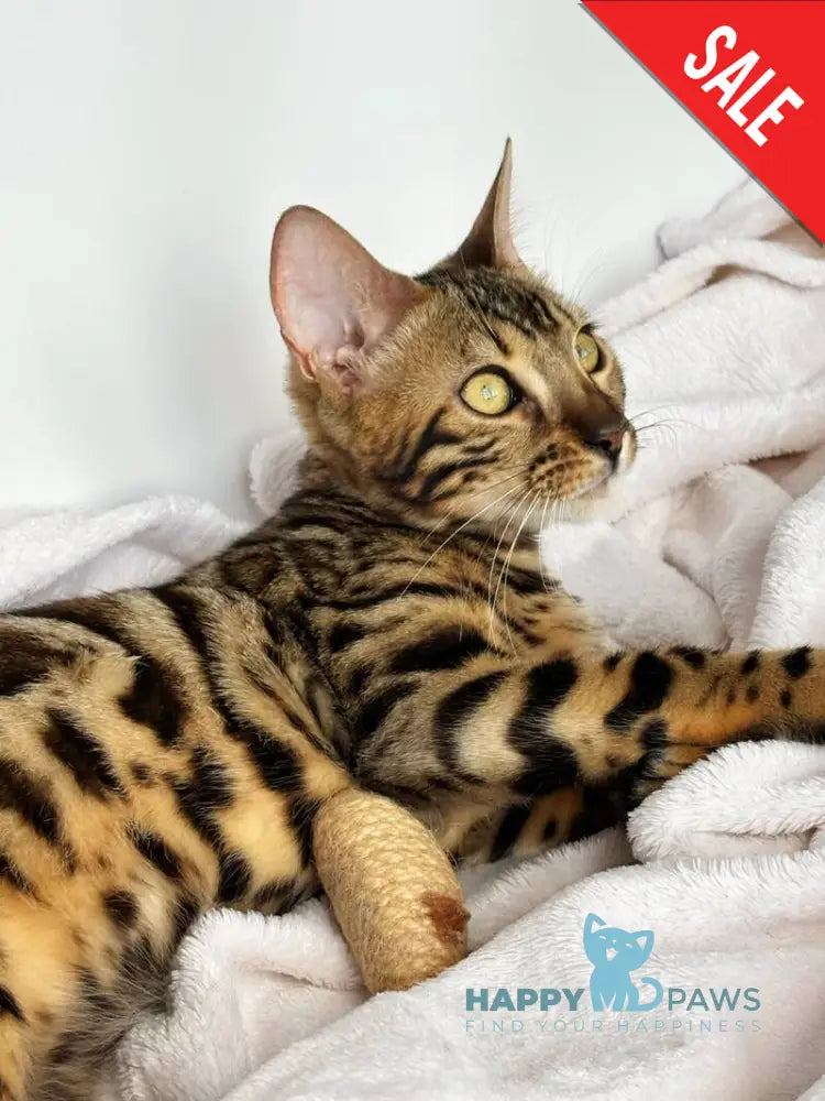 Lola Bengal female black spotted tabby - live animals