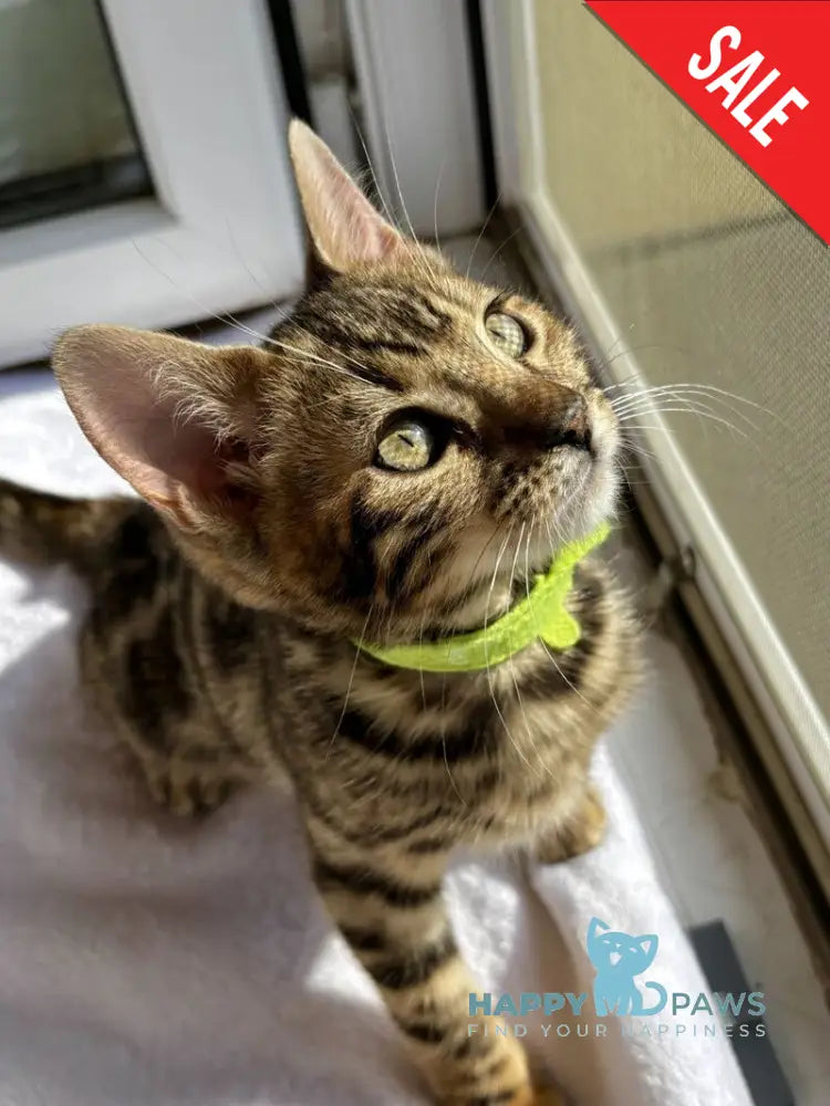 Lola Bengal female black spotted tabby - live animals