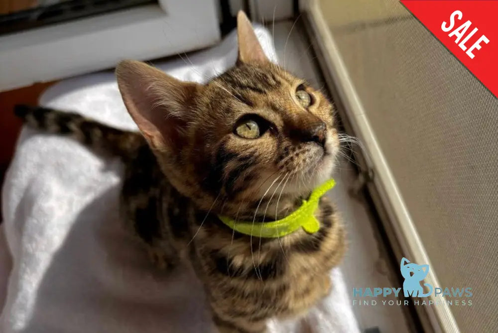 Lola Bengal female black spotted tabby - live animals