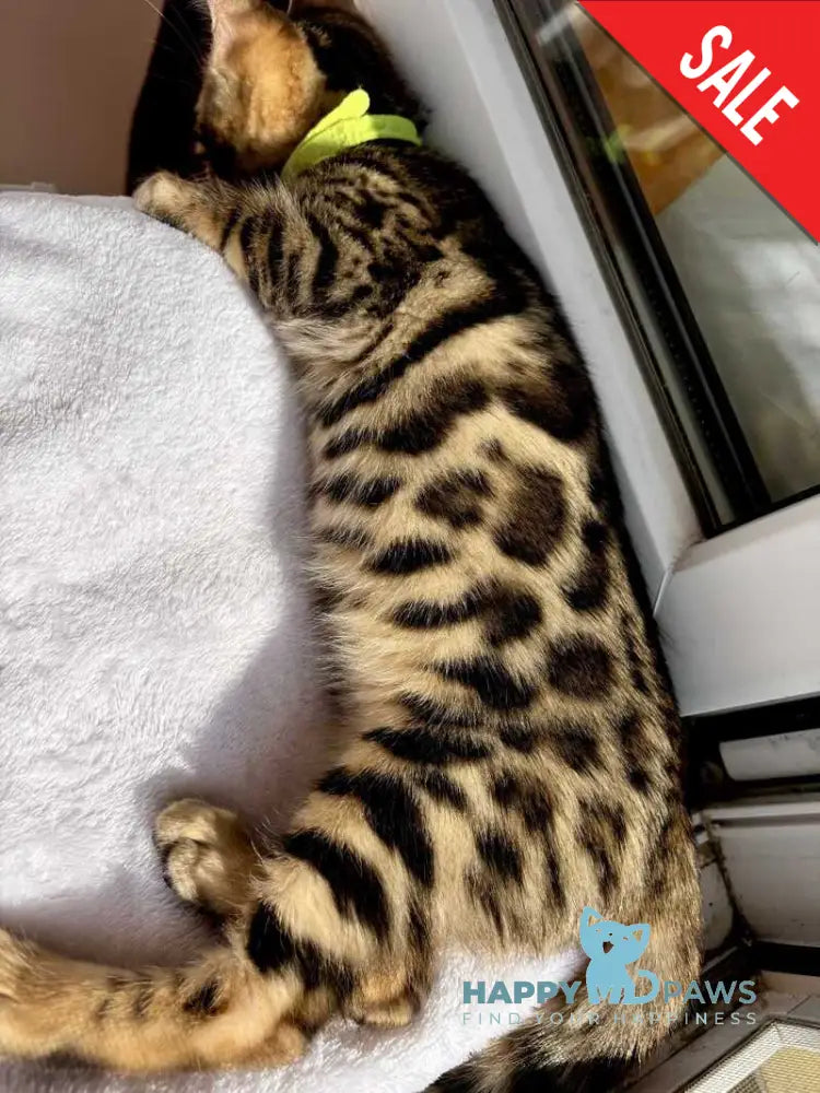 Lola Bengal female black spotted tabby - live animals