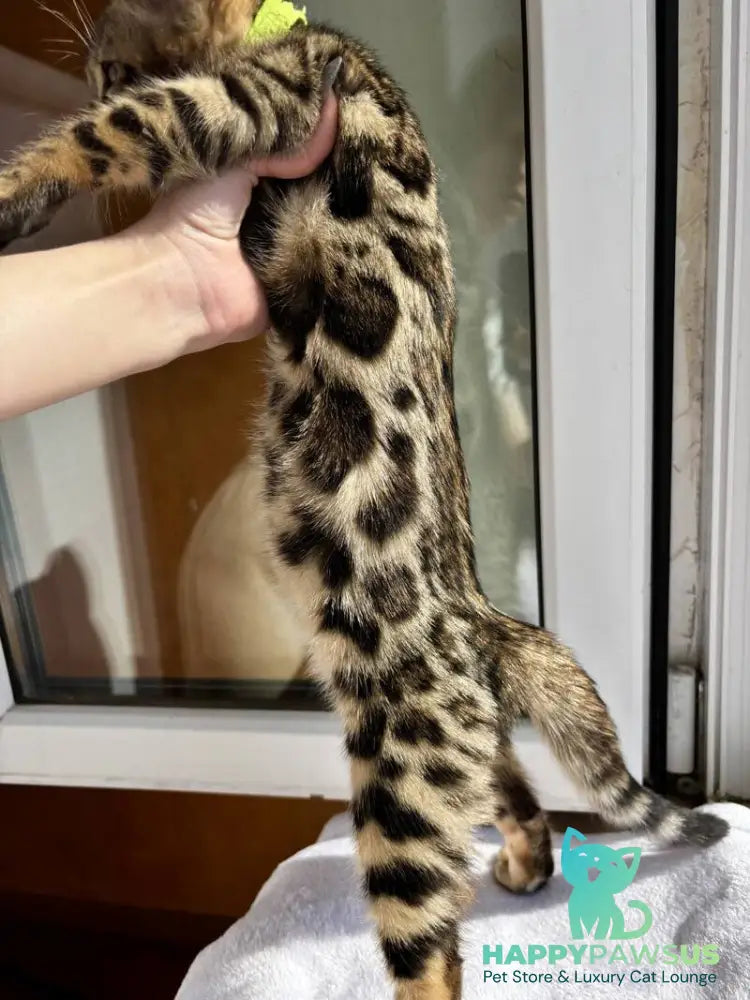 Lola Bengal female black spotted tabby - live animals