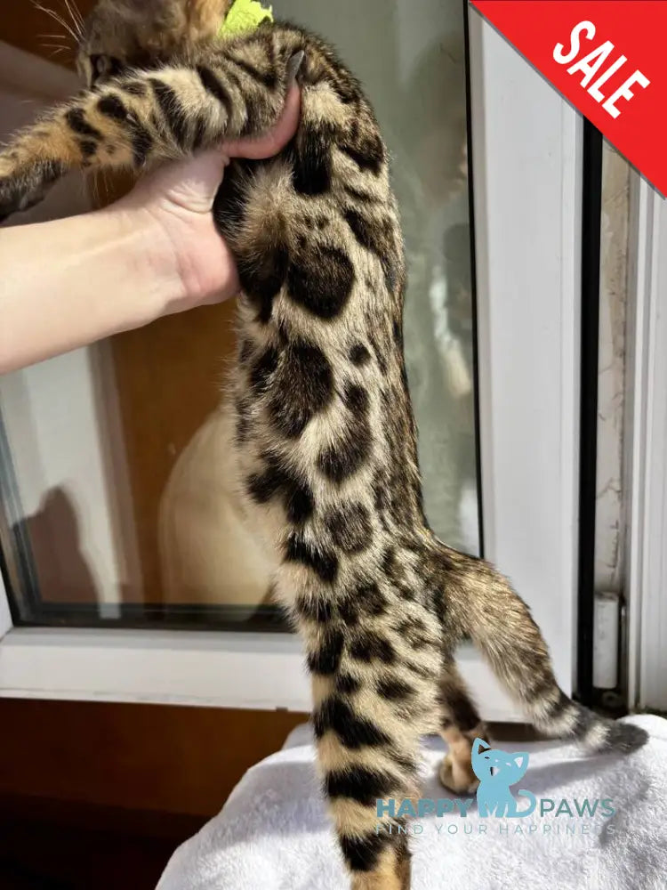 Lola Bengal female black spotted tabby - live animals