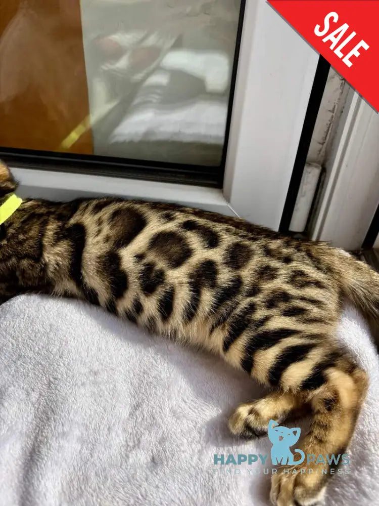 Lola Bengal female black spotted tabby - live animals