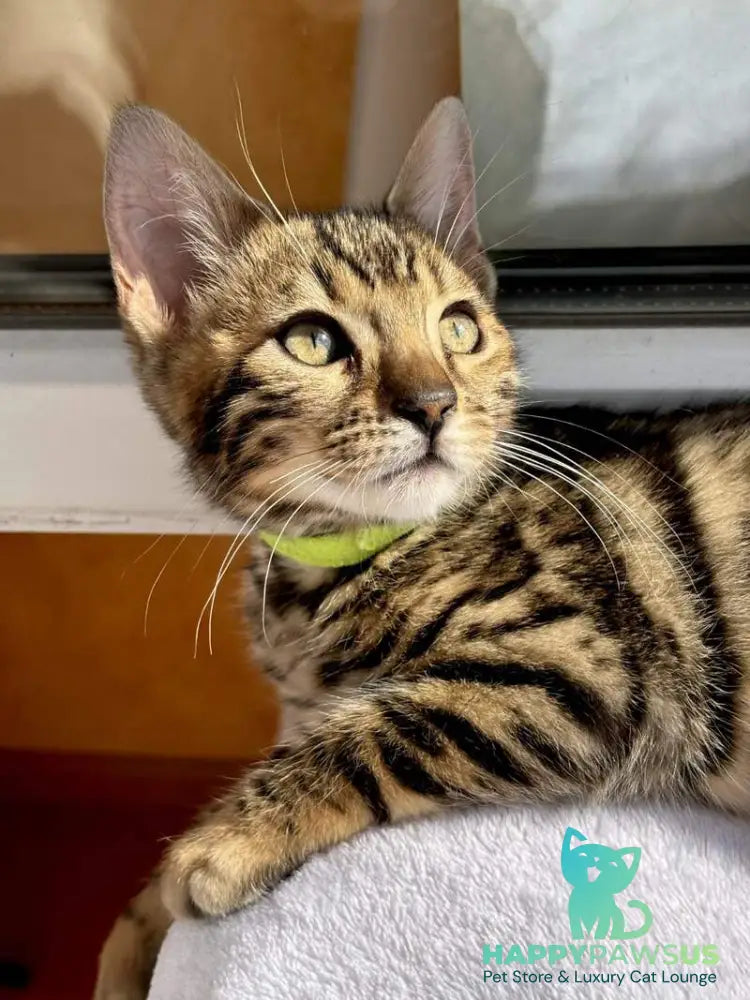 Lola Bengal female black spotted tabby - live animals