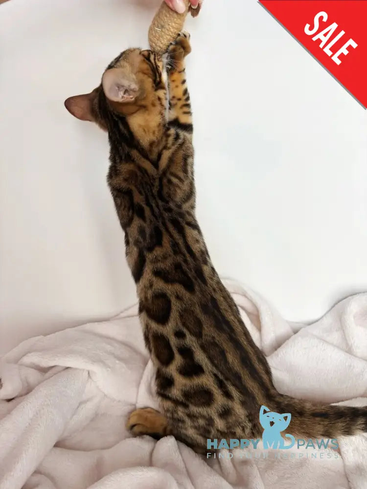 Lola Bengal female black spotted tabby - live animals