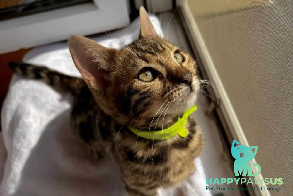 Lola Bengal female black spotted tabby - live animals