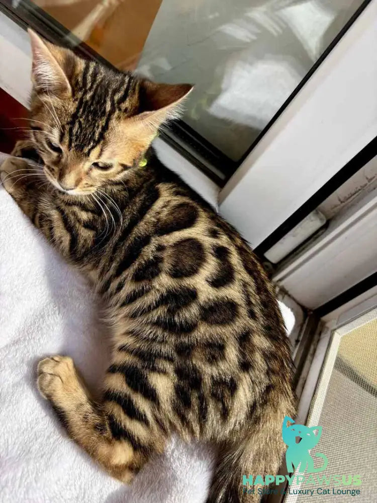 Lola Bengal female black spotted tabby - live animals