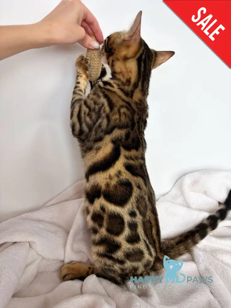 Lola Bengal female black spotted tabby - live animals