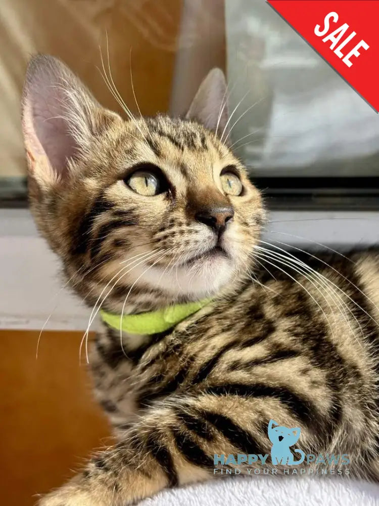 Lola Bengal female black spotted tabby - live animals