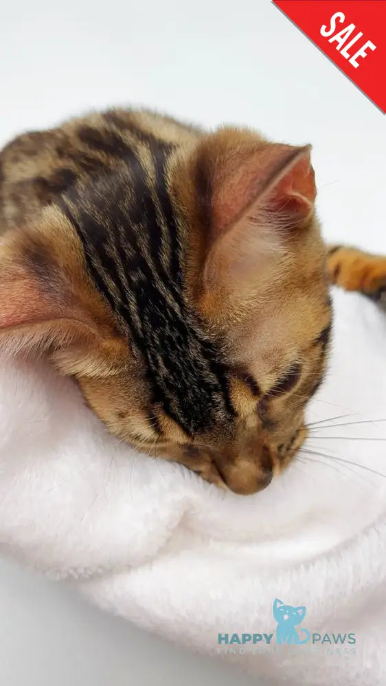 Lola Bengal female black spotted tabby - live animals