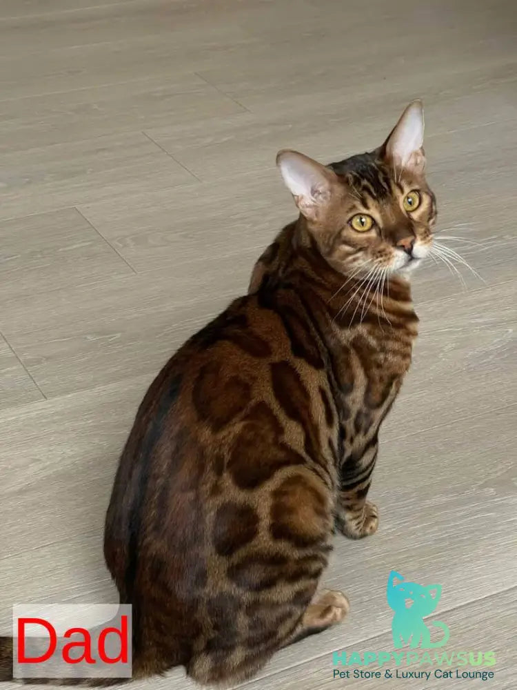 Lola Bengal female black spotted tabby - live animals