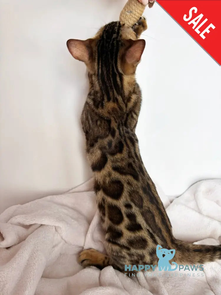 Lola Bengal female black spotted tabby - live animals