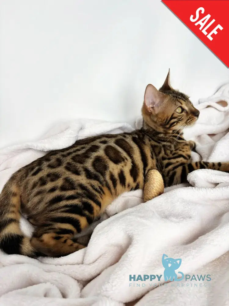 Lola Bengal female black spotted tabby - live animals