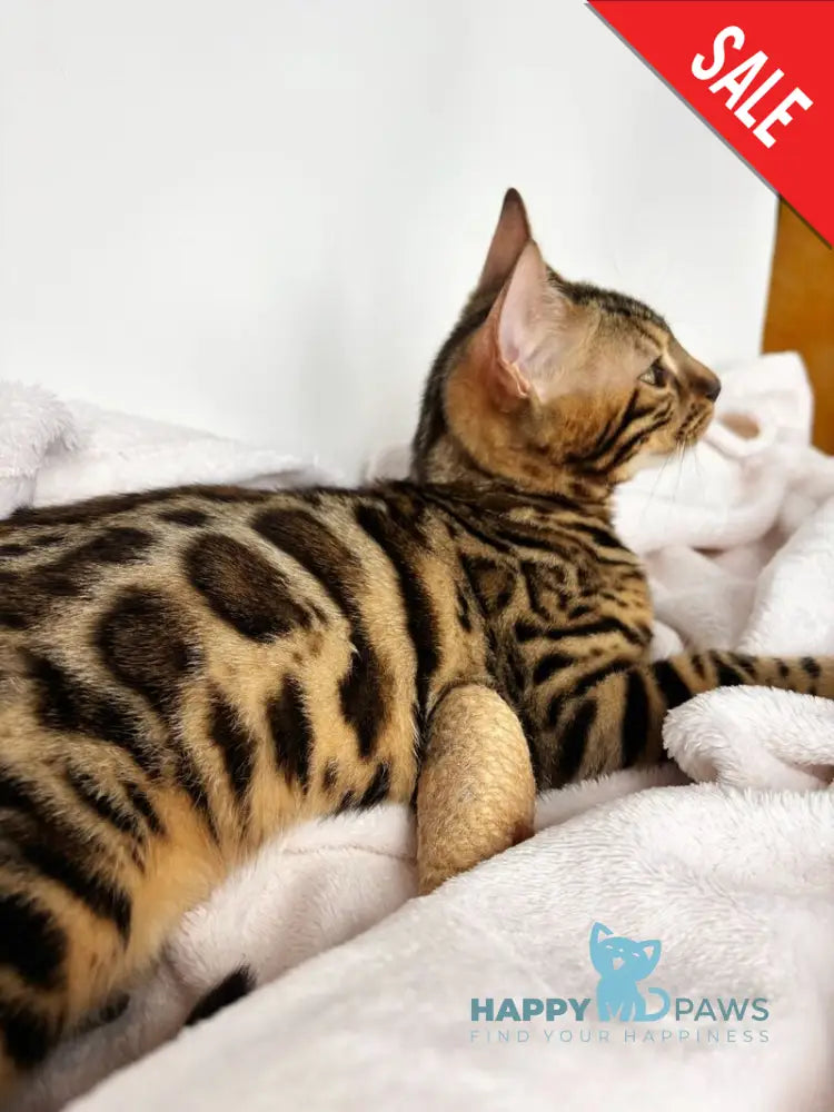 Lola Bengal female black spotted tabby - live animals