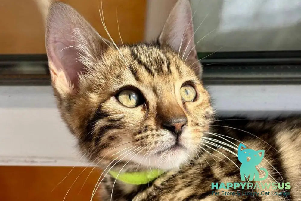 Lola Bengal female black spotted tabby - live animals