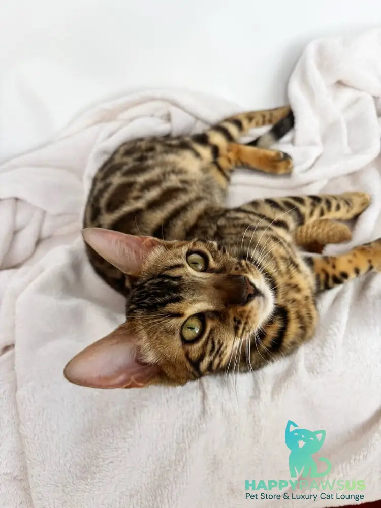 Lola Bengal female black spotted tabby - live animals