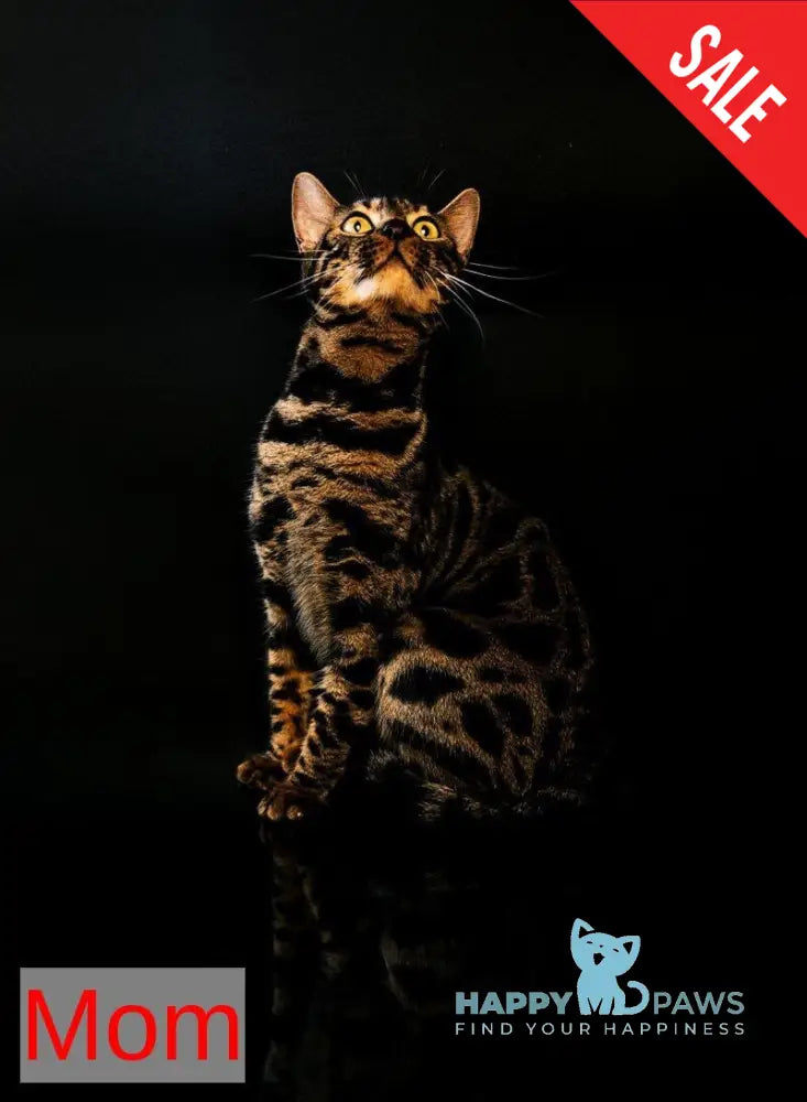 Lola Bengal female black spotted tabby - live animals
