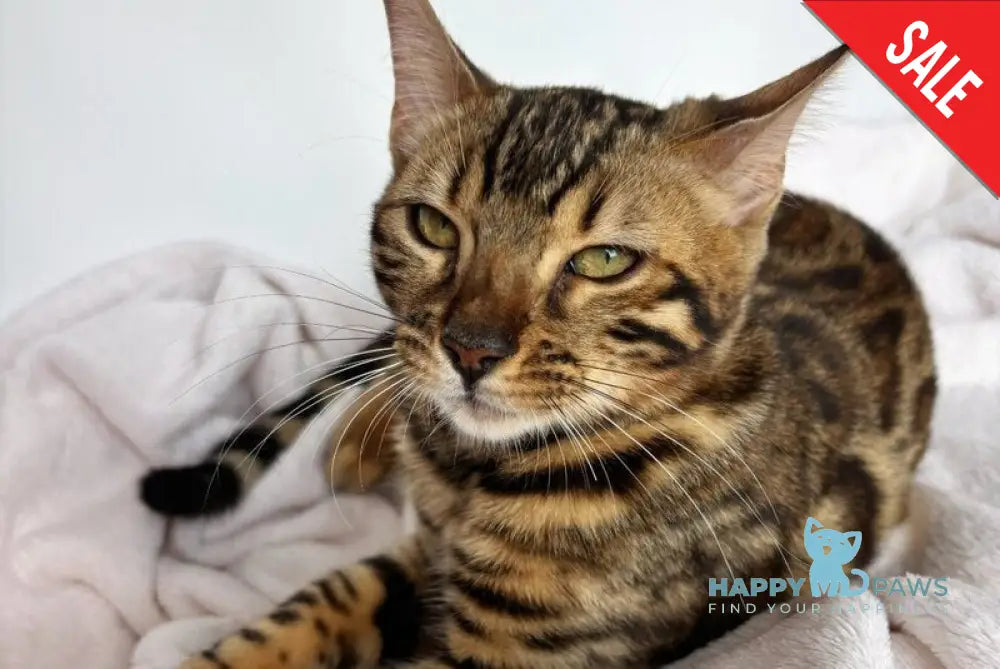 Lola Bengal female black spotted tabby - live animals