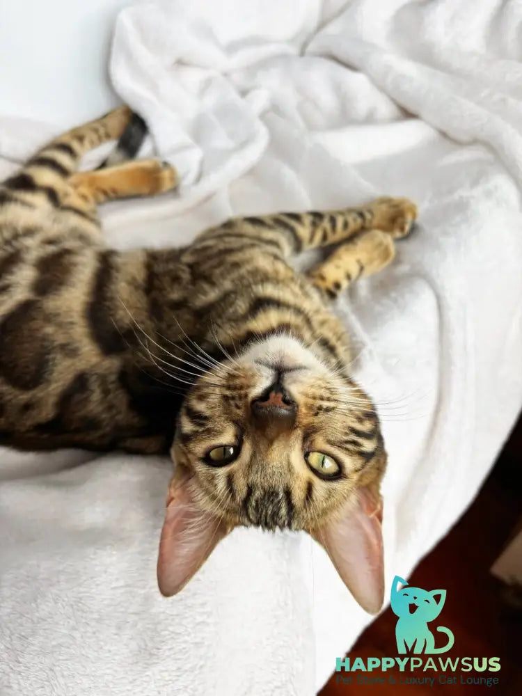 Lola Bengal female black spotted tabby - live animals