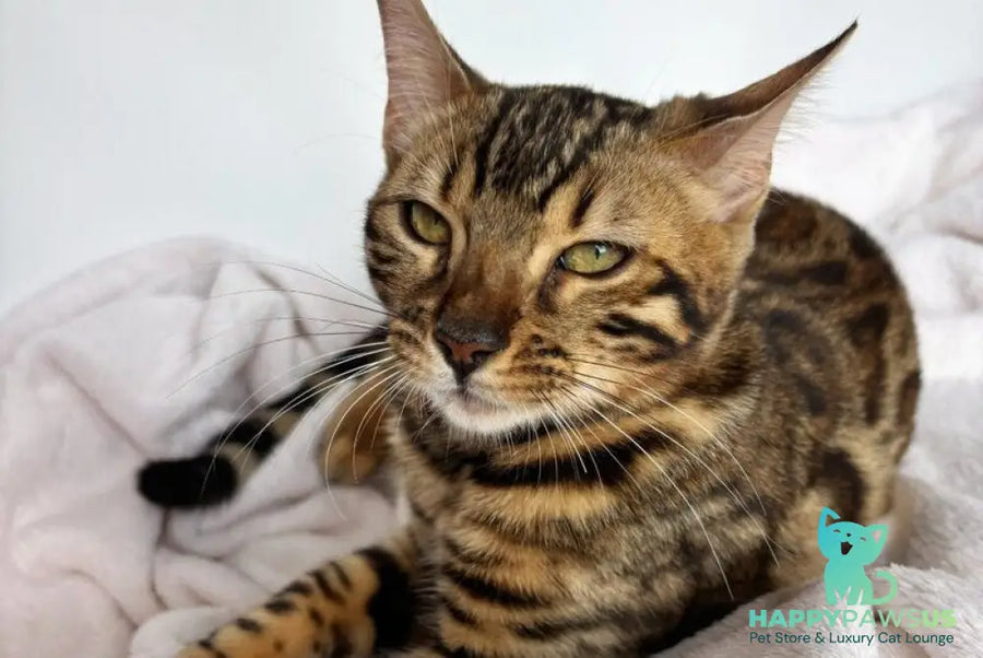 Lola Bengal female black spotted tabby - live animals