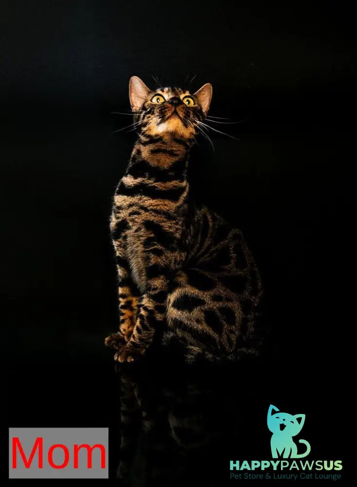 Lola Bengal female black spotted tabby - live animals