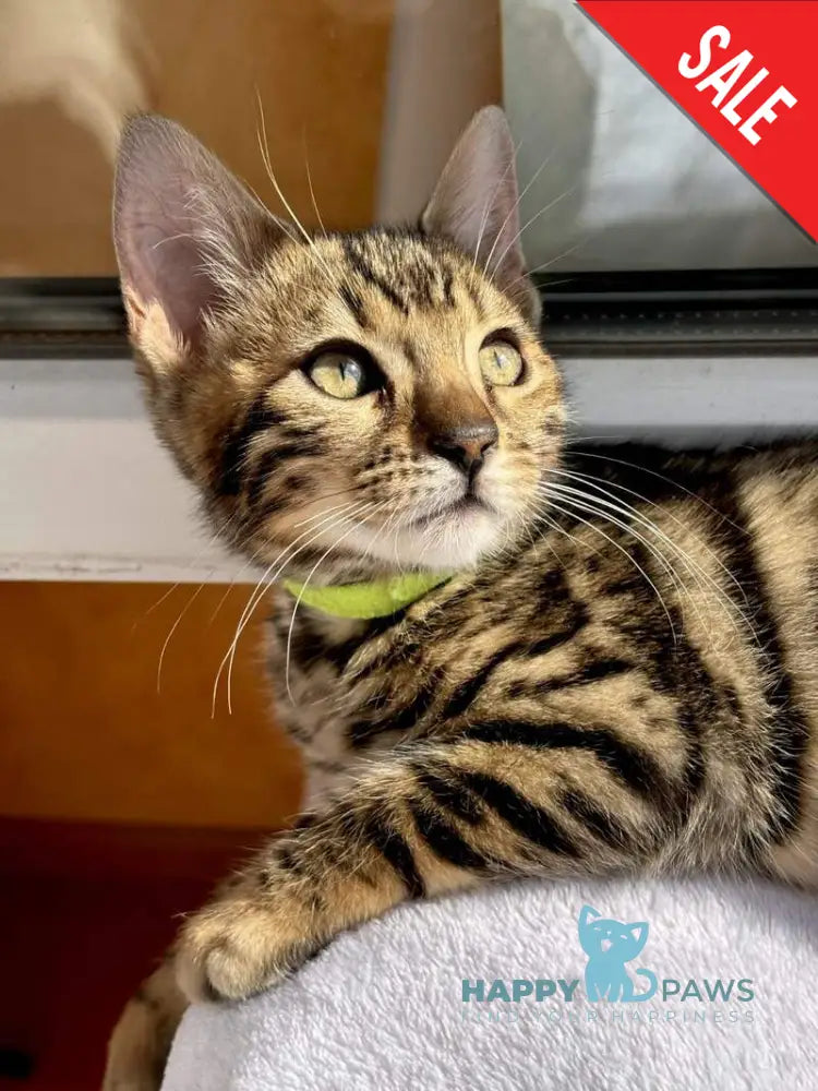 Lola Bengal female black spotted tabby - live animals