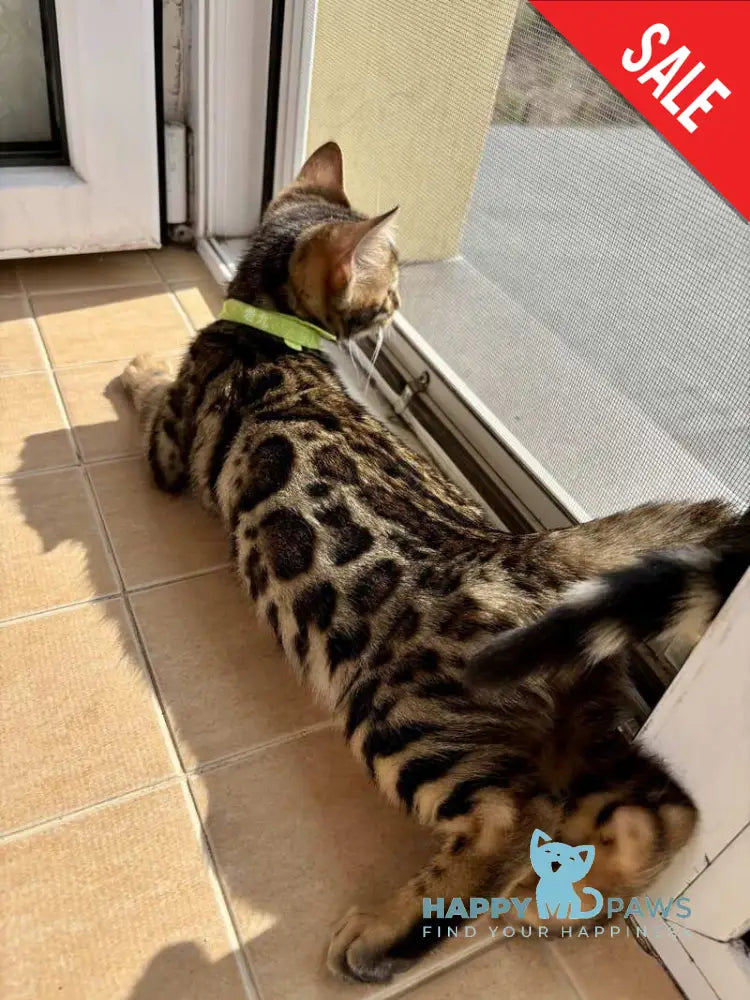 Lola Bengal female black spotted tabby - live animals