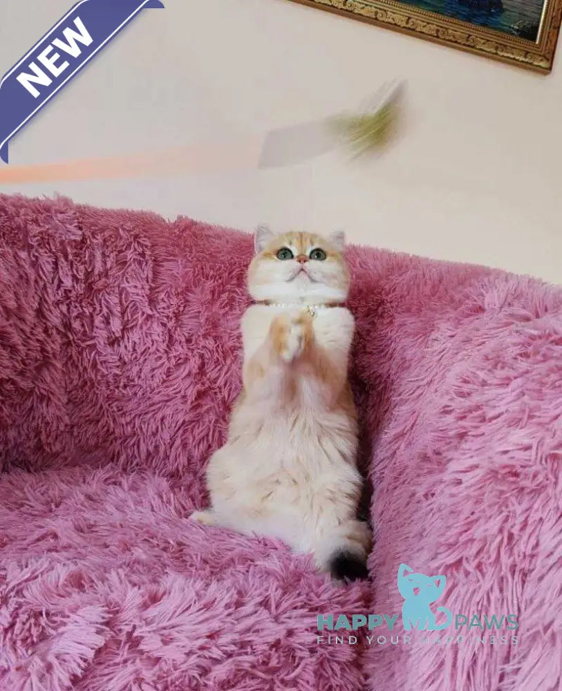 Lola British Shorthair female black golden shaded live animals