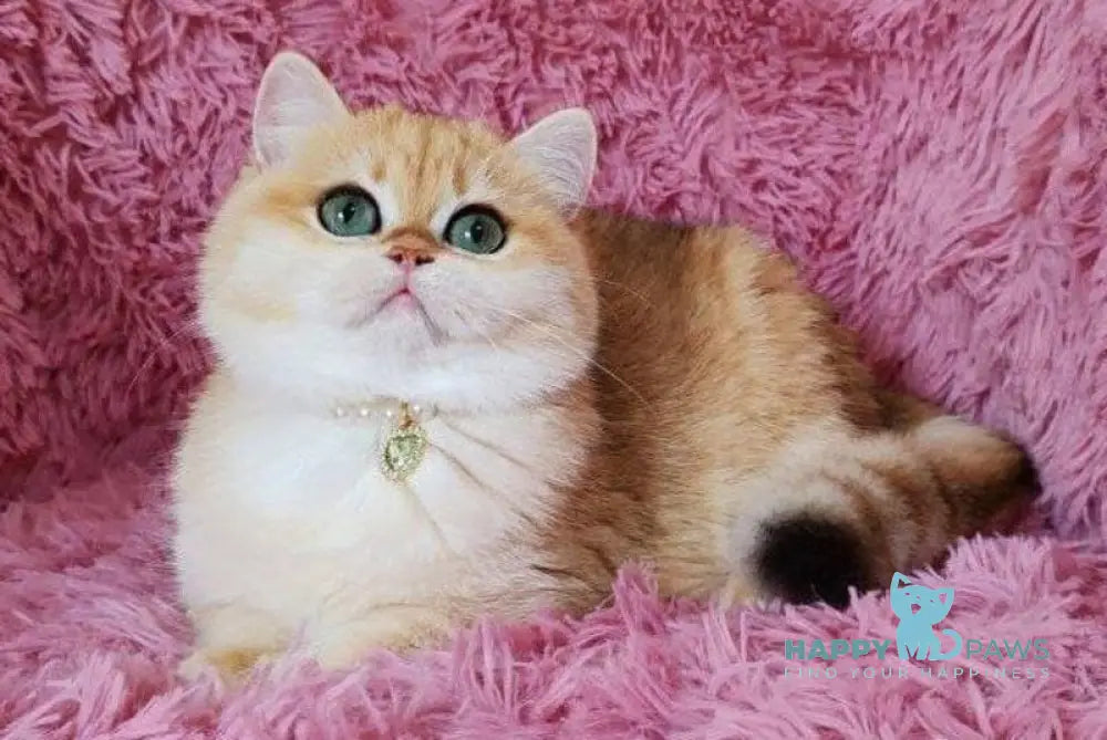 Lola British Shorthair female black golden shaded live animals