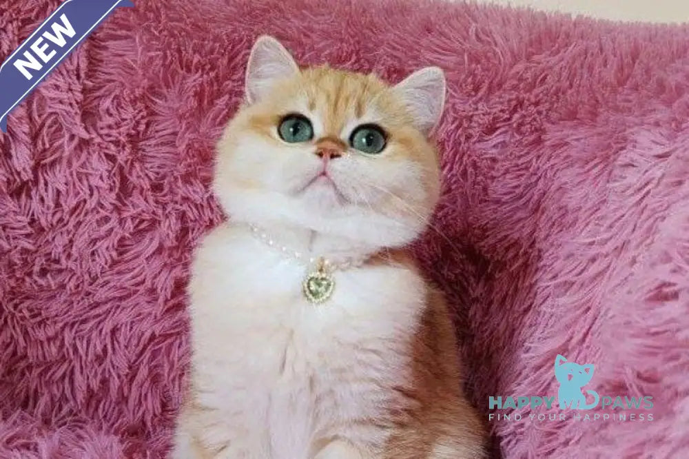 Lola British Shorthair female black golden shaded live animals