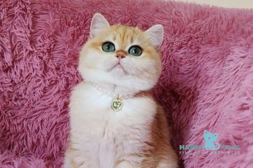 Lola British Shorthair female black golden shaded live animals
