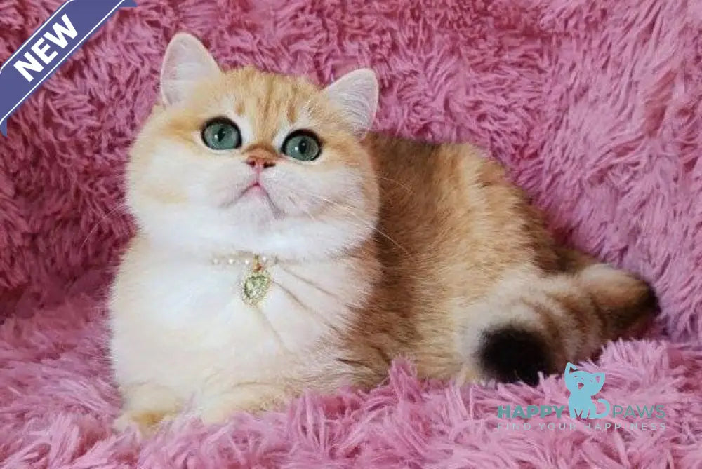 Lola British Shorthair female black golden shaded live animals