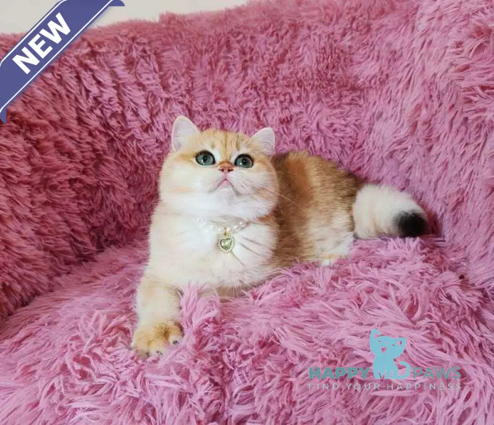 Lola British Shorthair female black golden shaded live animals
