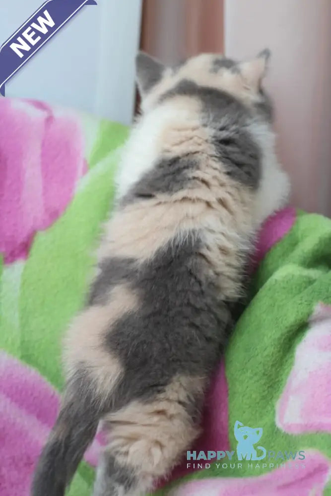 Lola British Shorthair female blue tortie bicolour live animals