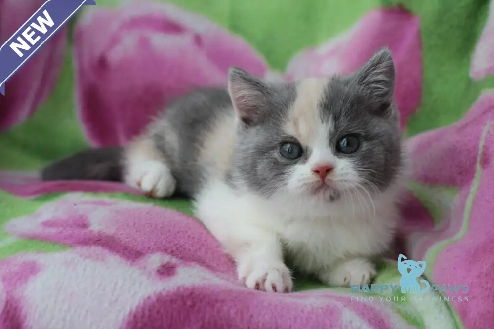 Lola British Shorthair female blue tortie bicolour live animals