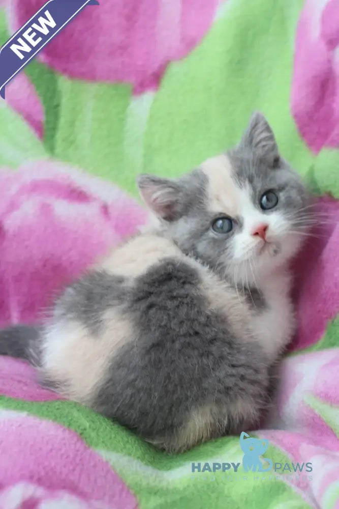 Lola British Shorthair female blue tortie bicolour live animals