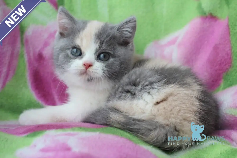 Lola British Shorthair female blue tortie bicolour live animals