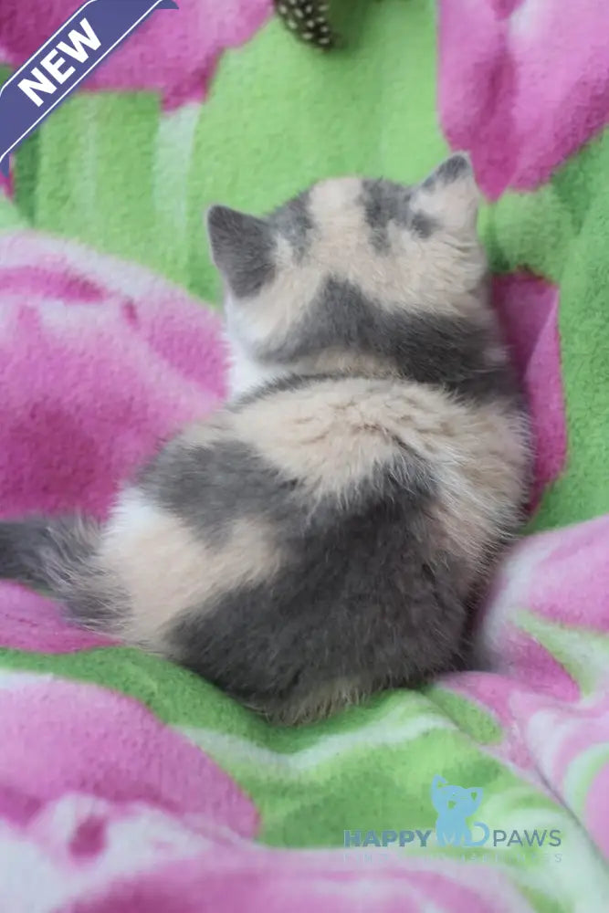 Lola British Shorthair female blue tortie bicolour live animals