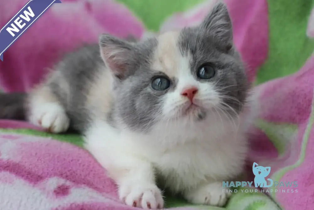 Lola British Shorthair female blue tortie bicolour live animals