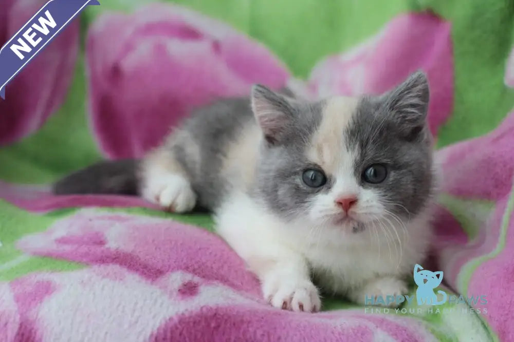 Lola British Shorthair female blue tortie bicolour live animals