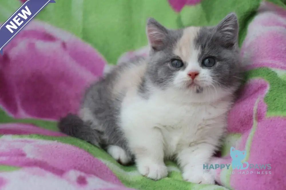 Lola British Shorthair female blue tortie bicolour live animals