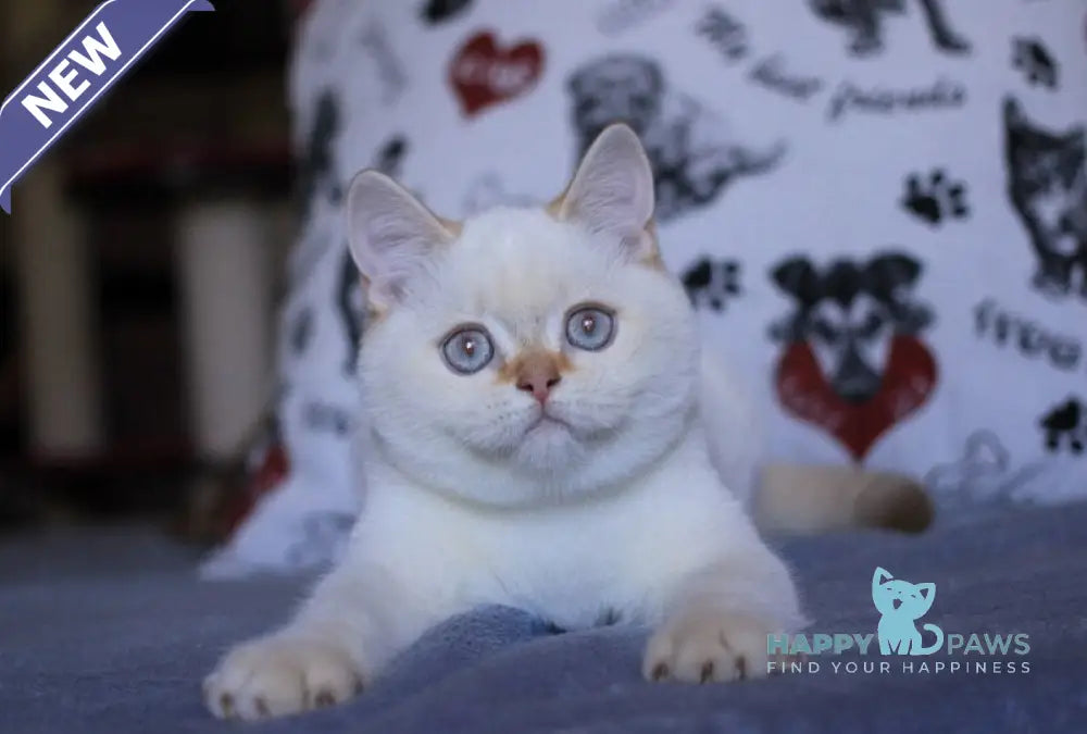Lola British Shorthair female fawn golden shaded pointed live animals