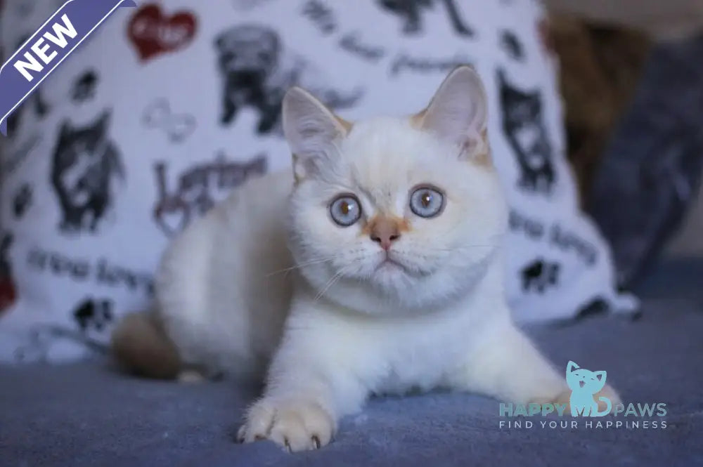 Lola British Shorthair female fawn golden shaded pointed live animals