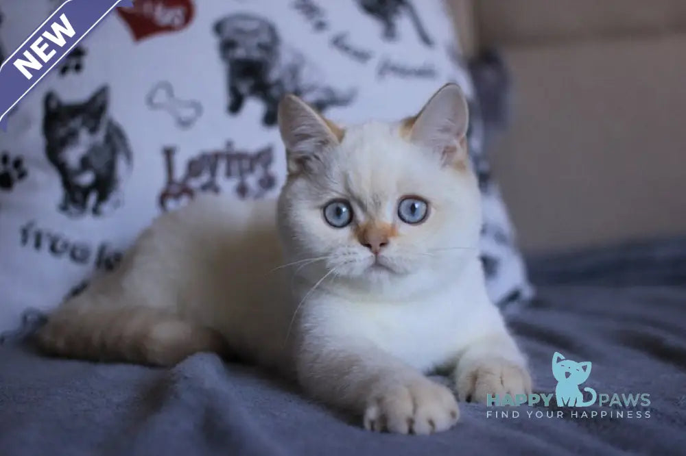 Lola British Shorthair female fawn golden shaded pointed live animals