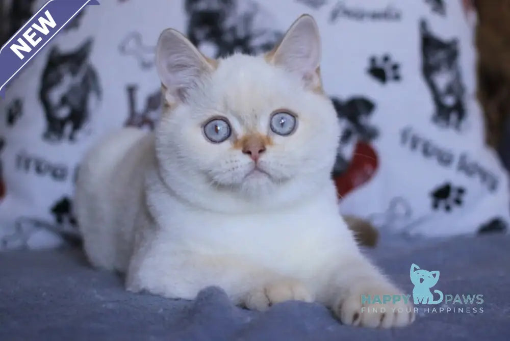 Lola British Shorthair female fawn golden shaded pointed live animals